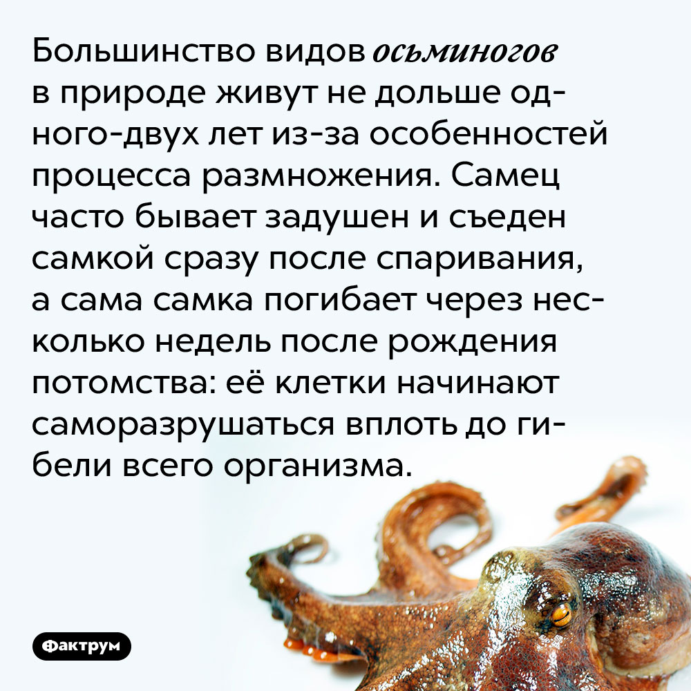 Большинство видов осьминогов в природе живут не дольше одного-двух лет из-за особенностей процесса размножения. Самец часто бывает задушен и съеден самкой сразу после спаривания, а сама самка погибает через несколько недель после рождения потомства: её клетки начинают саморазрушаться вплоть до гибели всего организма.
