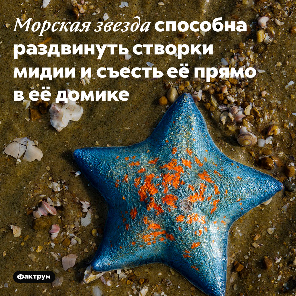 Морская звезда способна раздвинуть створки мидии и съесть её прямо в её домике.