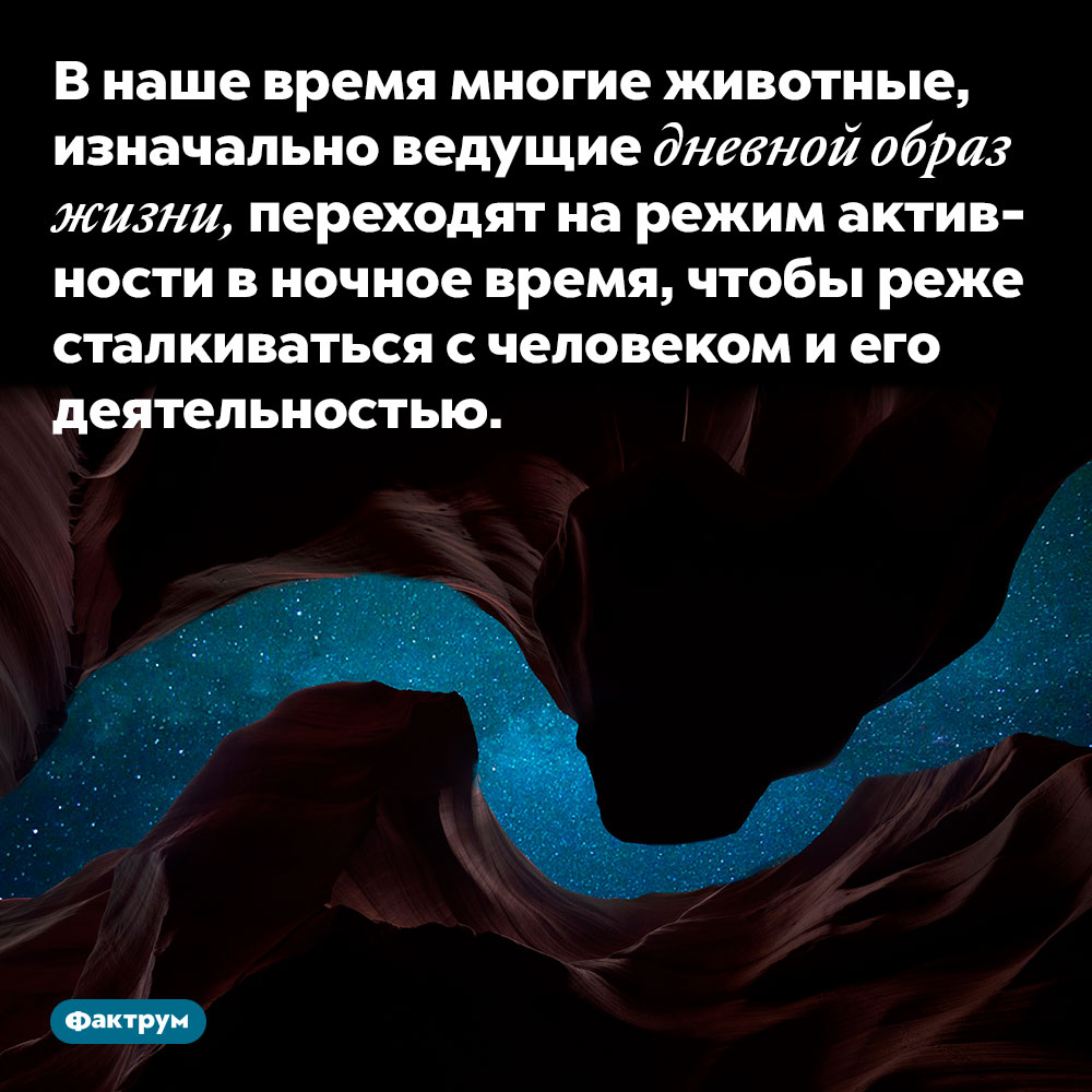 В наше время многие животные, изначально ведущие дневной образ жизни, переходят на режим активности в ночное время. Это для того, чтобы реже сталкиваться с человеком и его деятельностью.