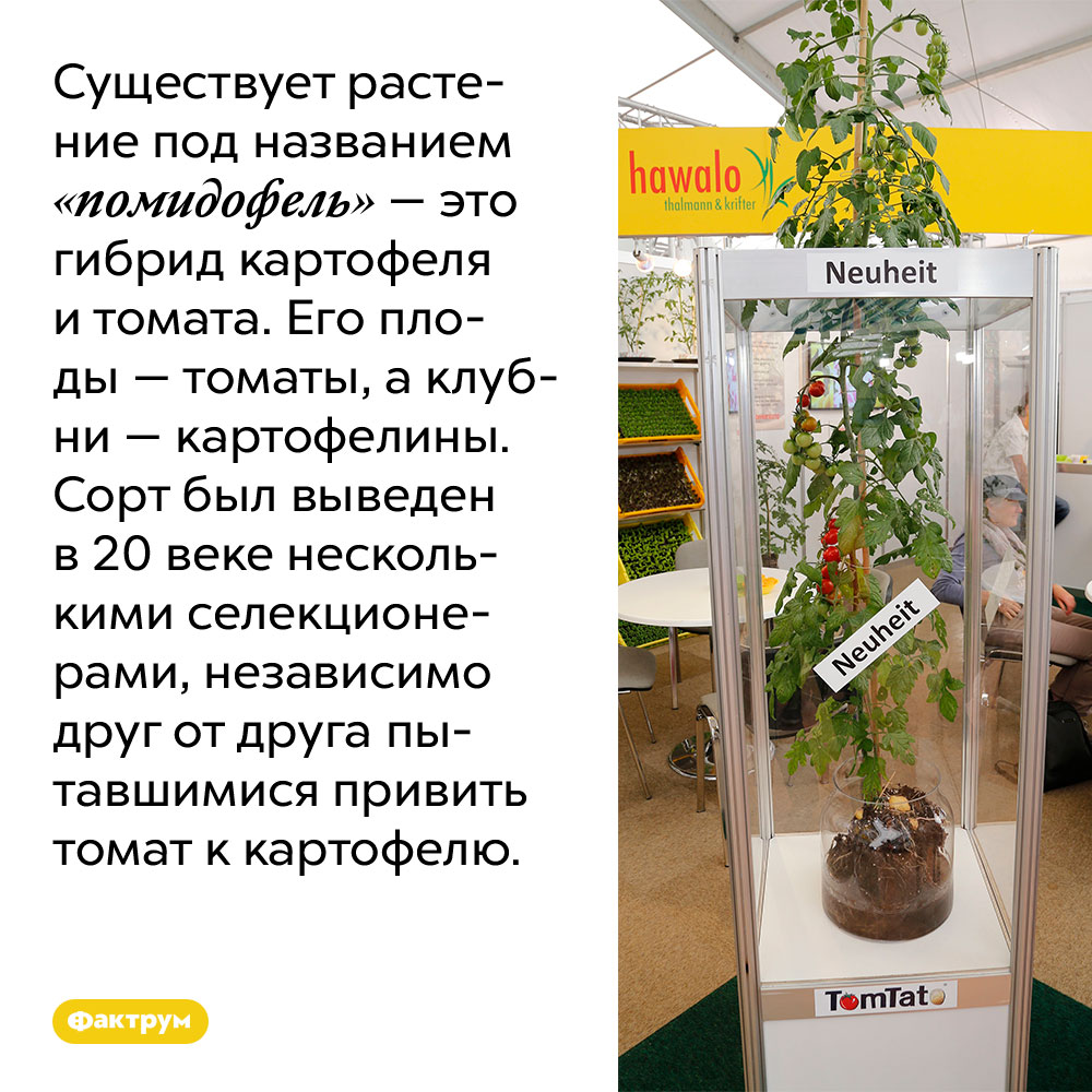 Существует растение под названием «помидофель» — это гибрид картофеля и томата. Его плоды — томаты, а клубни — картофелины. Сорт был выведен в 20 веке несколькими селекционерами, независимо друг от друга пытавшимися привить томат к картофелю.
