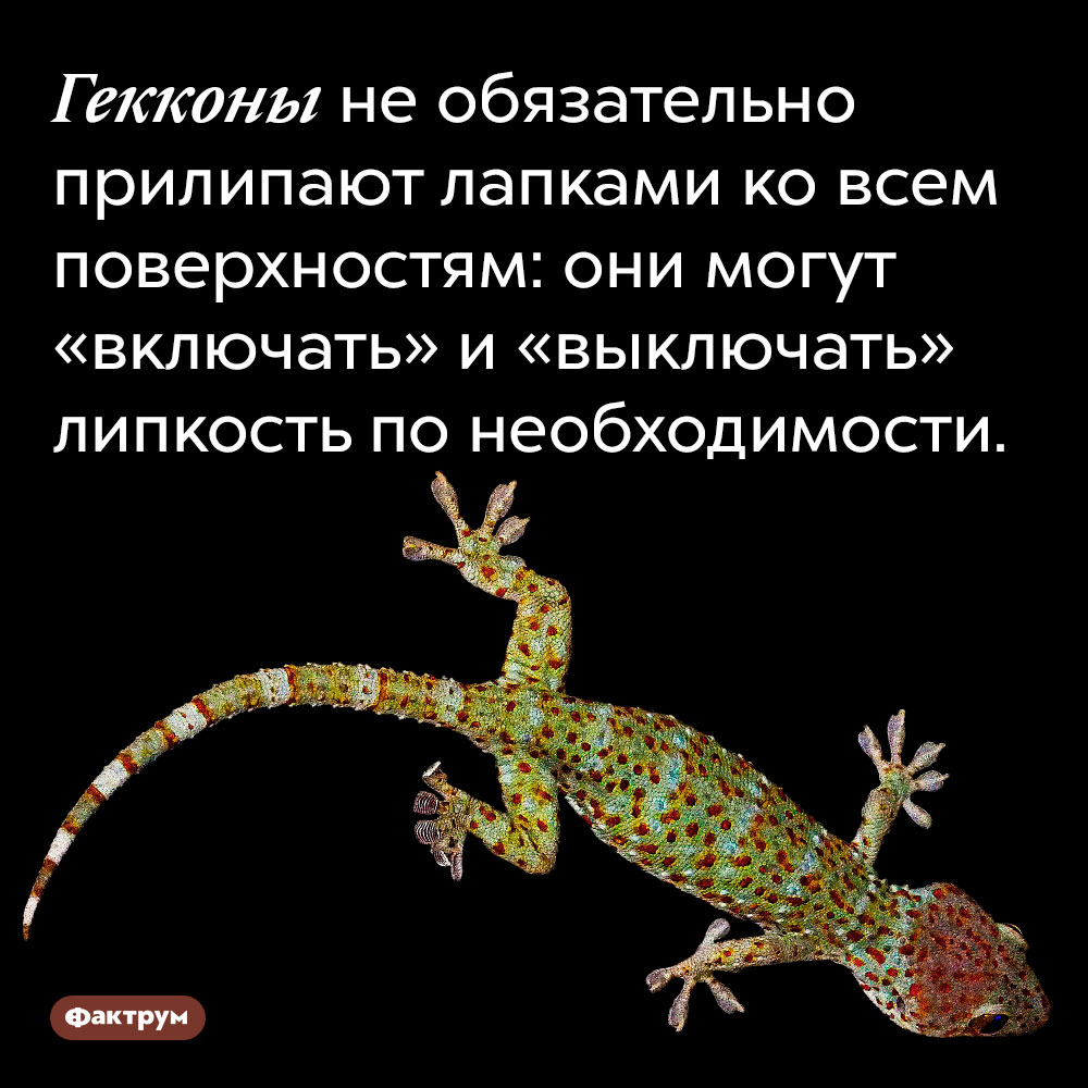 Гекконы не обязательно прилипают лапками ко всем поверхностям. Они могут «включать» и «выключать» липкость по необходимости.