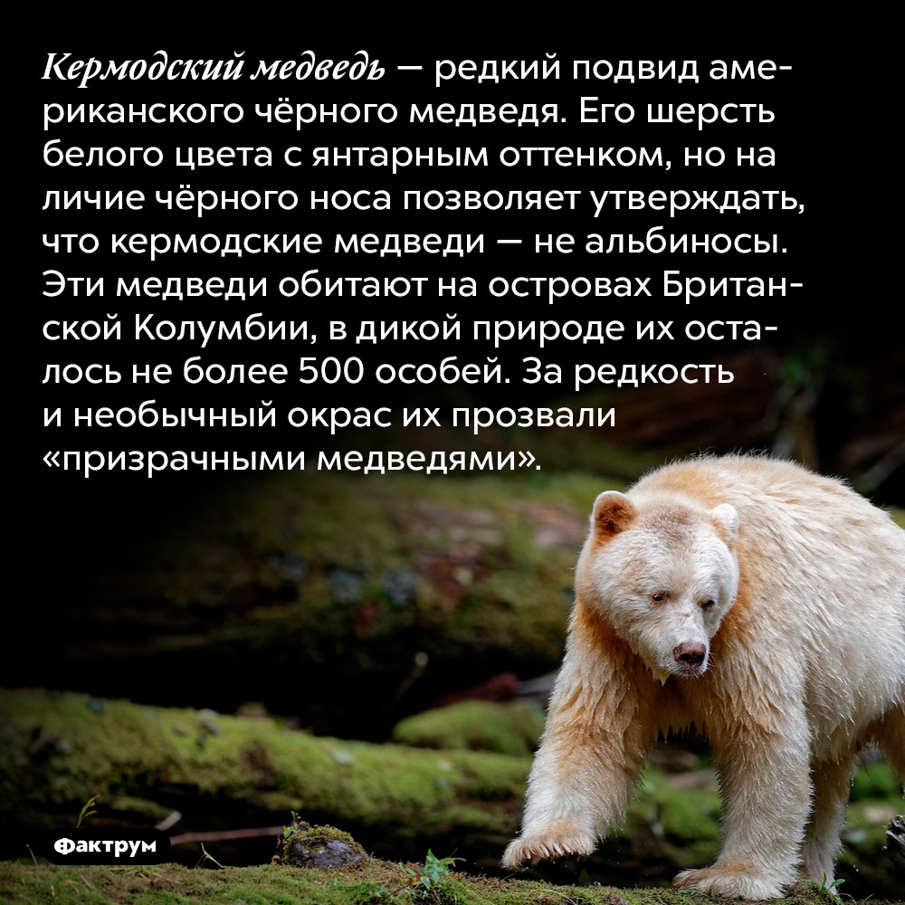 Кермодский медведь — редкий подвид американского чёрного медведя. Его шерсть белого цвета с янтарным оттенком, но наличие чёрного носа позволяет утверждать, что кермодские медведи — не альбиносы. Эти медведи обитают на островах Британской Колумбии, в дикой природе их осталось не более 500 особей. За редкость и необычный окрас их прозвали «призрачными медведями».