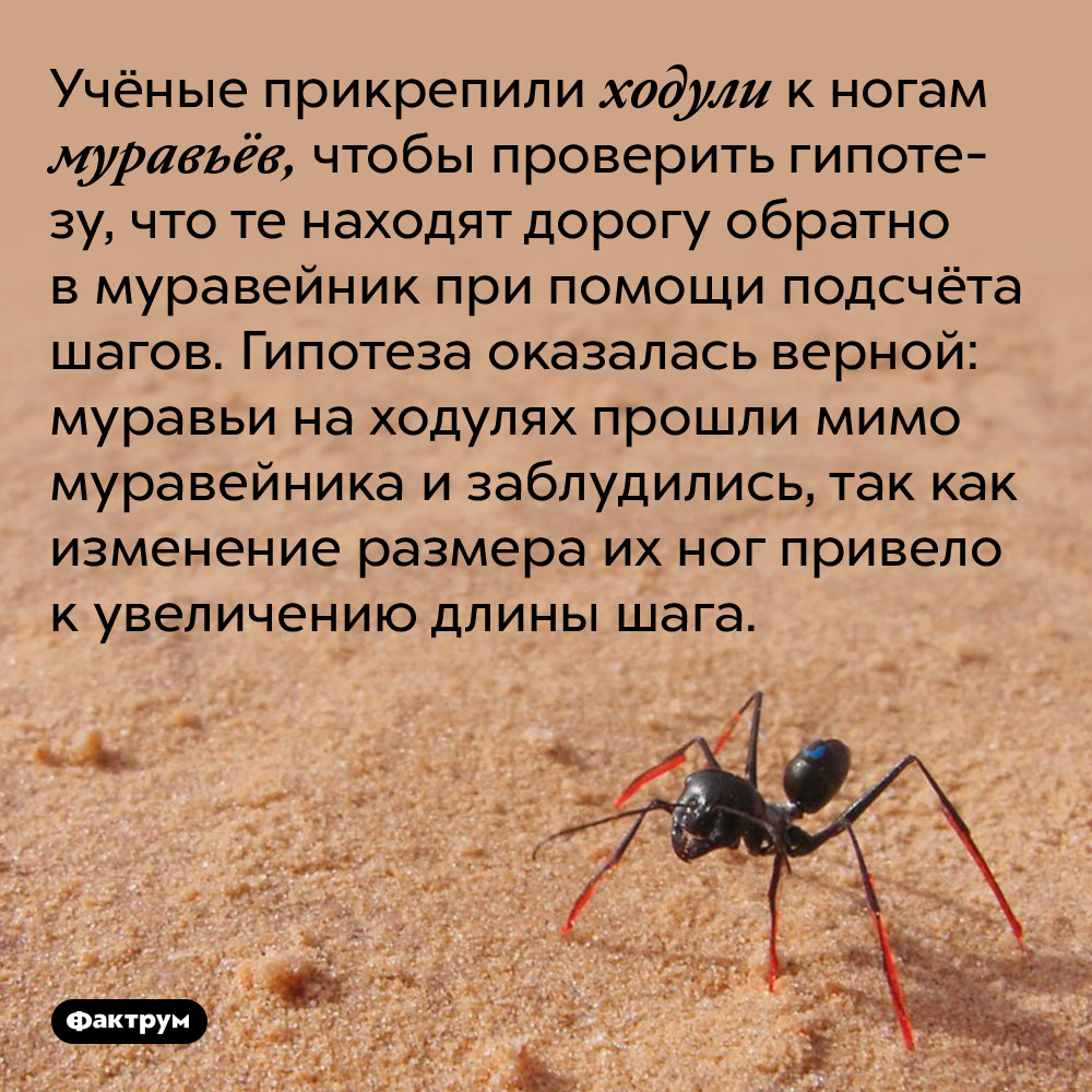 Учёные прикрепили ходули к ногам муравьёв, чтобы проверить гипотезу, что те находят дорогу обратно в муравейник при помощи подсчёта шагов. Гипотеза оказалась верной: муравьи на ходулях прошли мимо муравейника и заблудились, так как изменение размера их ног привело к увеличению длины шага.