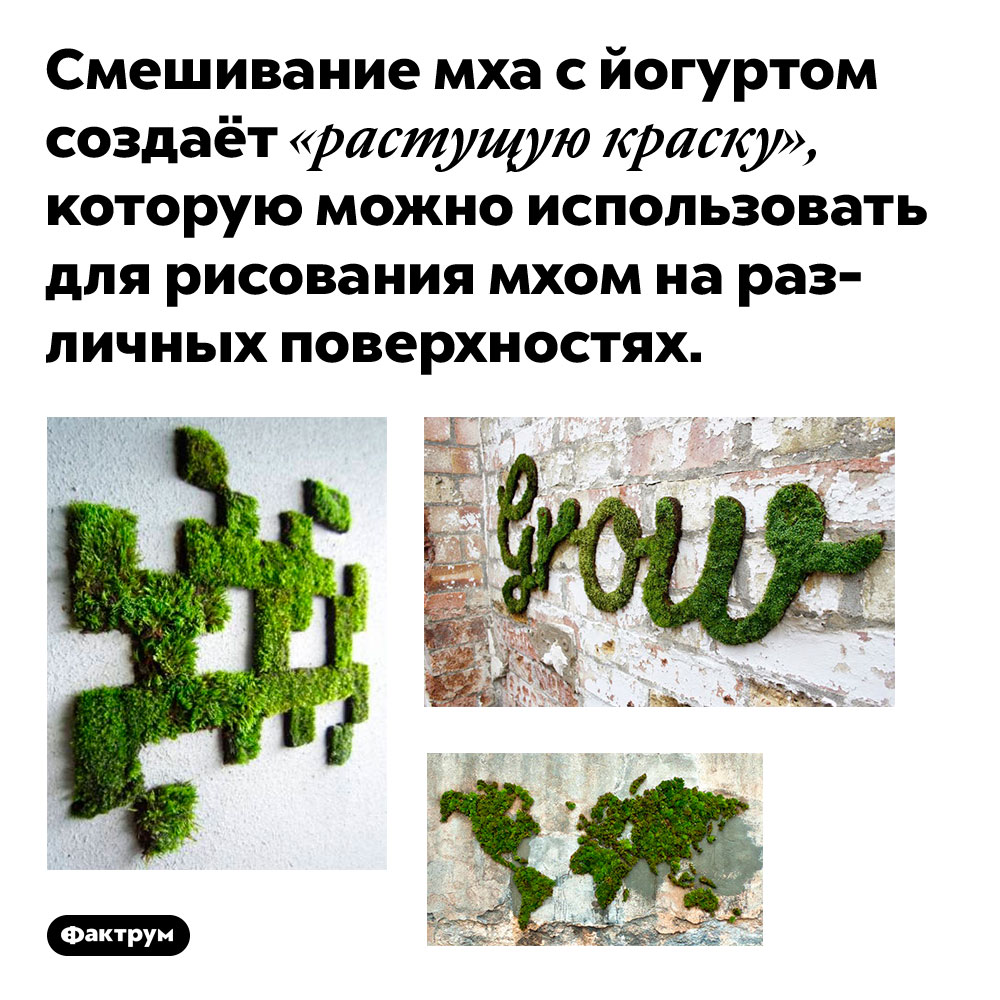 Смешивание мха с йогуртом создаёт «растущую краску», которую можно использовать для рисования мхом на различных поверхностях.