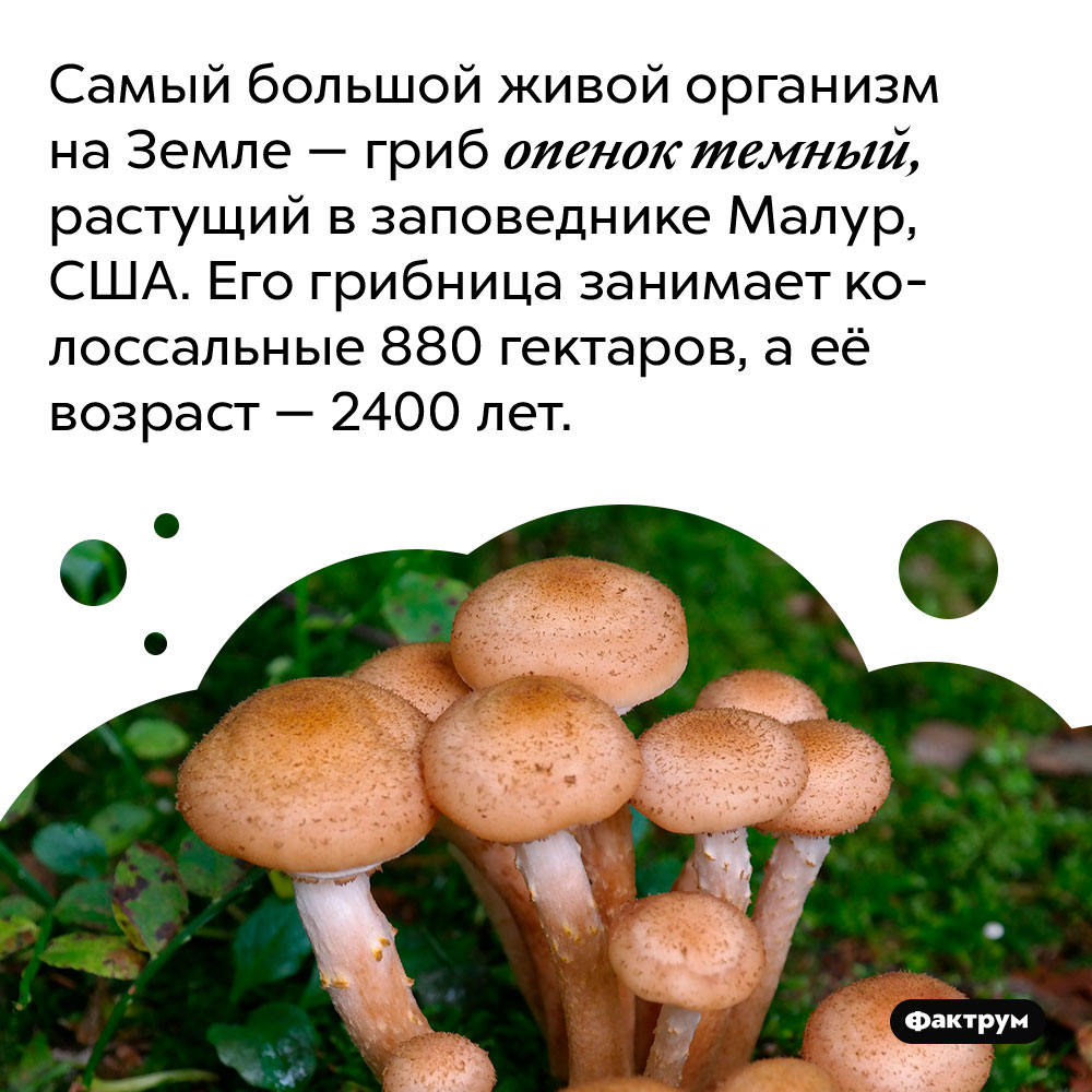 Самые тяжелые организмы. Грибница опенка темного Armillaria ostoyae. Опёнок тёмный Малур. Опёнок Малур. Самый большой опенок в мире грибница.