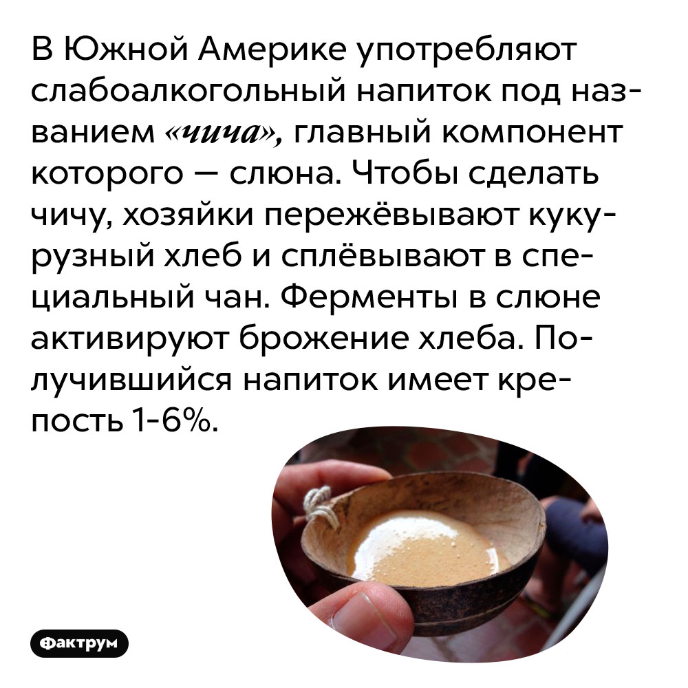 В Южной Америке употребляют слабоалкогольный напиток под названием «чича», главный компонент которого — слюна. Чтобы сделать чичу, хозяйки пережёвывают кукурузный хлеб и сплёвывают в специальный чан. Ферменты в слюне активируют брожение хлеба. Получившийся напиток имеет крепость 1-6%.