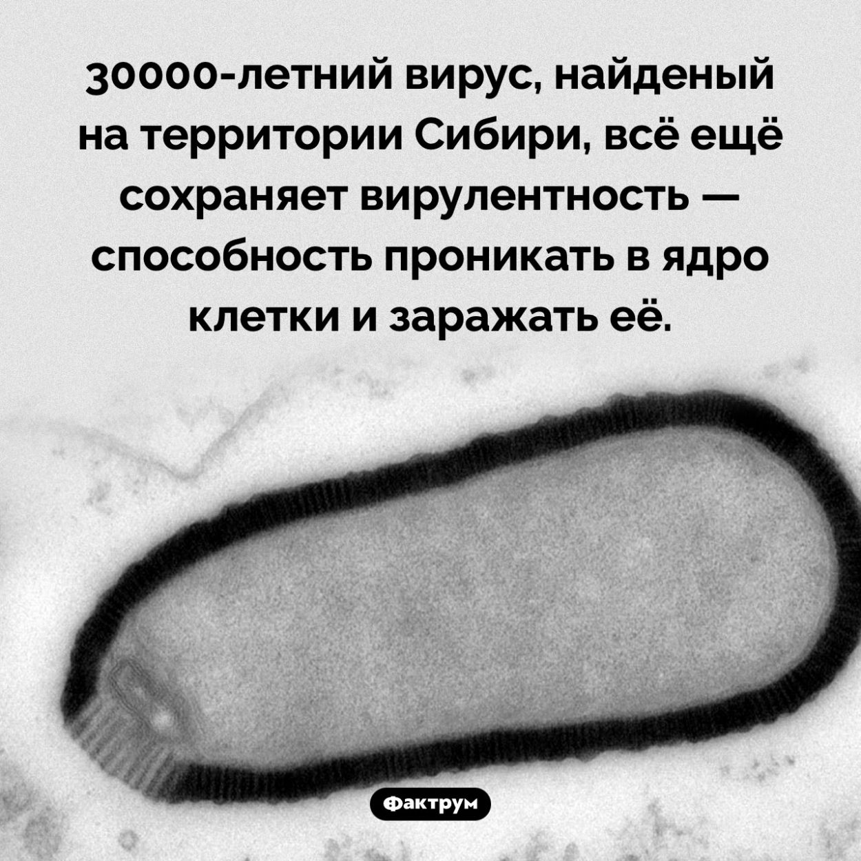 30000-летний вирус. 30000-летний вирус, найденый на территории Сибири, всё ещё сохраняет вирулентность — способность проникать в ядро клетки и заражать её.