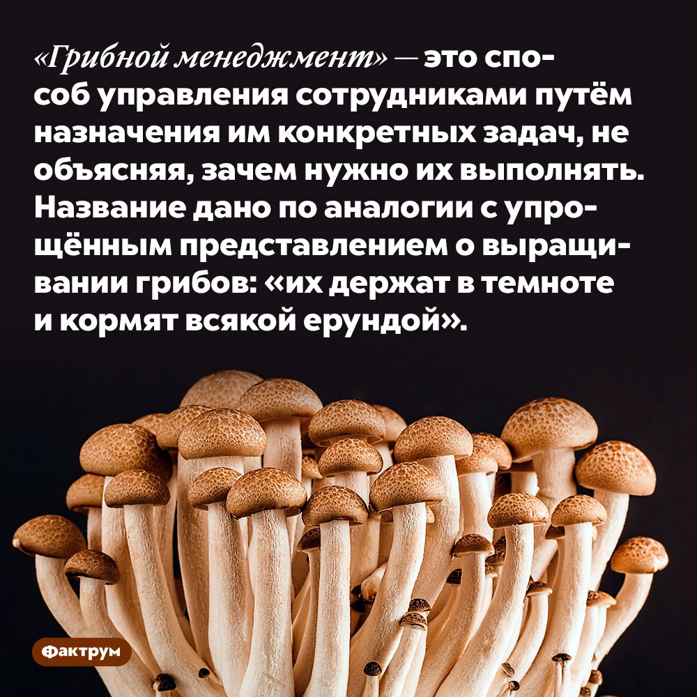 «Грибной менеджмент» — это способ управления сотрудниками путём назначения им конкретных задач, не объясняя, зачем нужно их выполнять. Название дано по аналогии с упрощённым представлением о выращивании грибов: «их держат в темноте и кормят всякой ерундой».