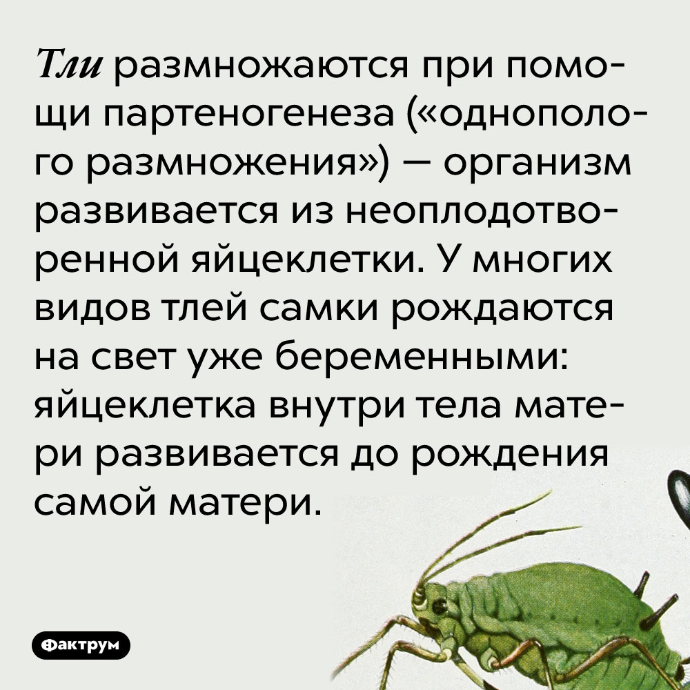 Тли размножаются при помощи партеногенеза («однополого размножения») — организм развивается из неоплодотворенной яйцеклетки. У многих видов тлей самки рождаются на свет уже беременными: яйцеклетка внутри тела матери развивается до рождения самой матери.