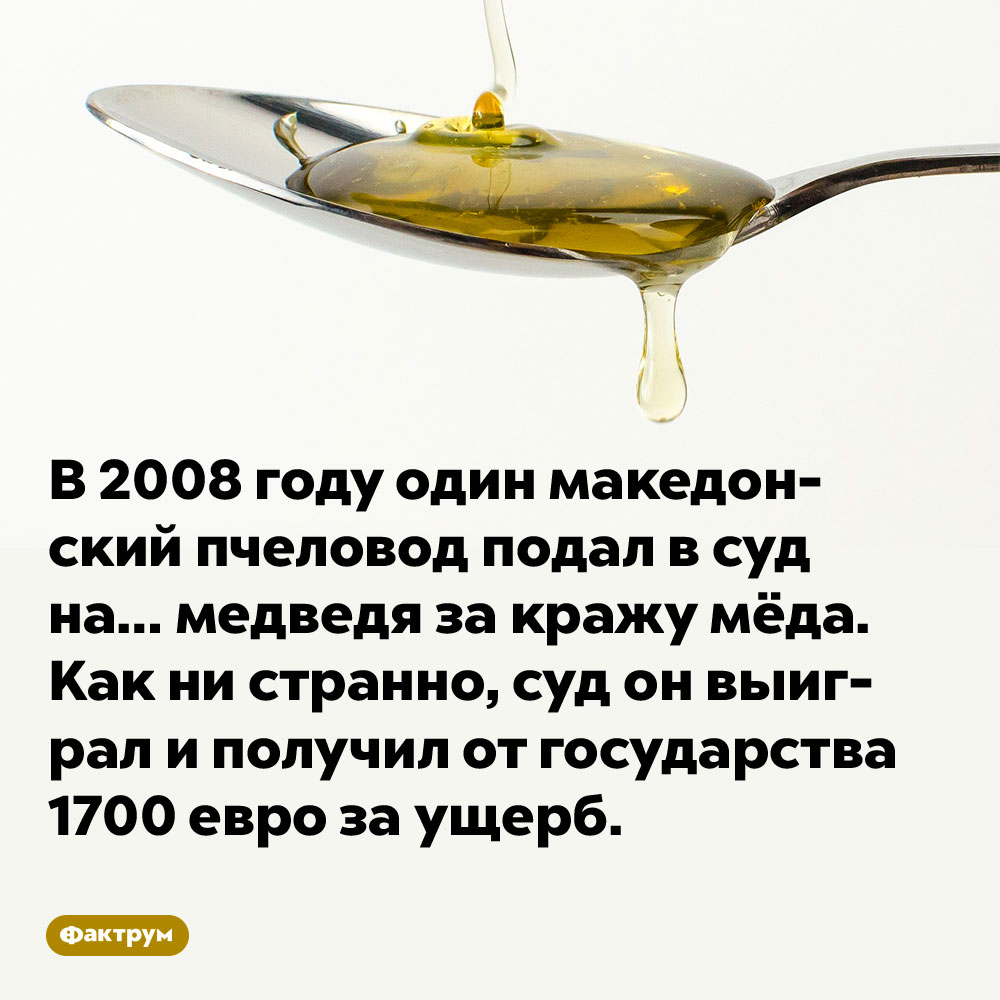 В 2008 году один македонский пчеловод подал в суд на… медведя за кражу мёда. Как ни странно, суд он выиграл и получил от государства 1700 евро за ущерб.