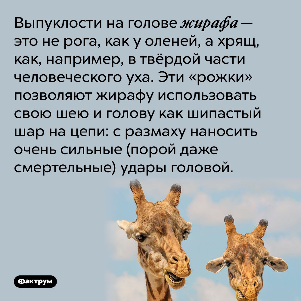 Выпуклости на голове жирафа — это не рога, как у оленей, а хрящ, как, например, в твёрдой части человеческого уха. Эти «рожки» позволяют жирафу использовать свою шею и голову как шипастый шар на цепи: с размаху наносить очень сильные (порой даже смертельные) удары головой.