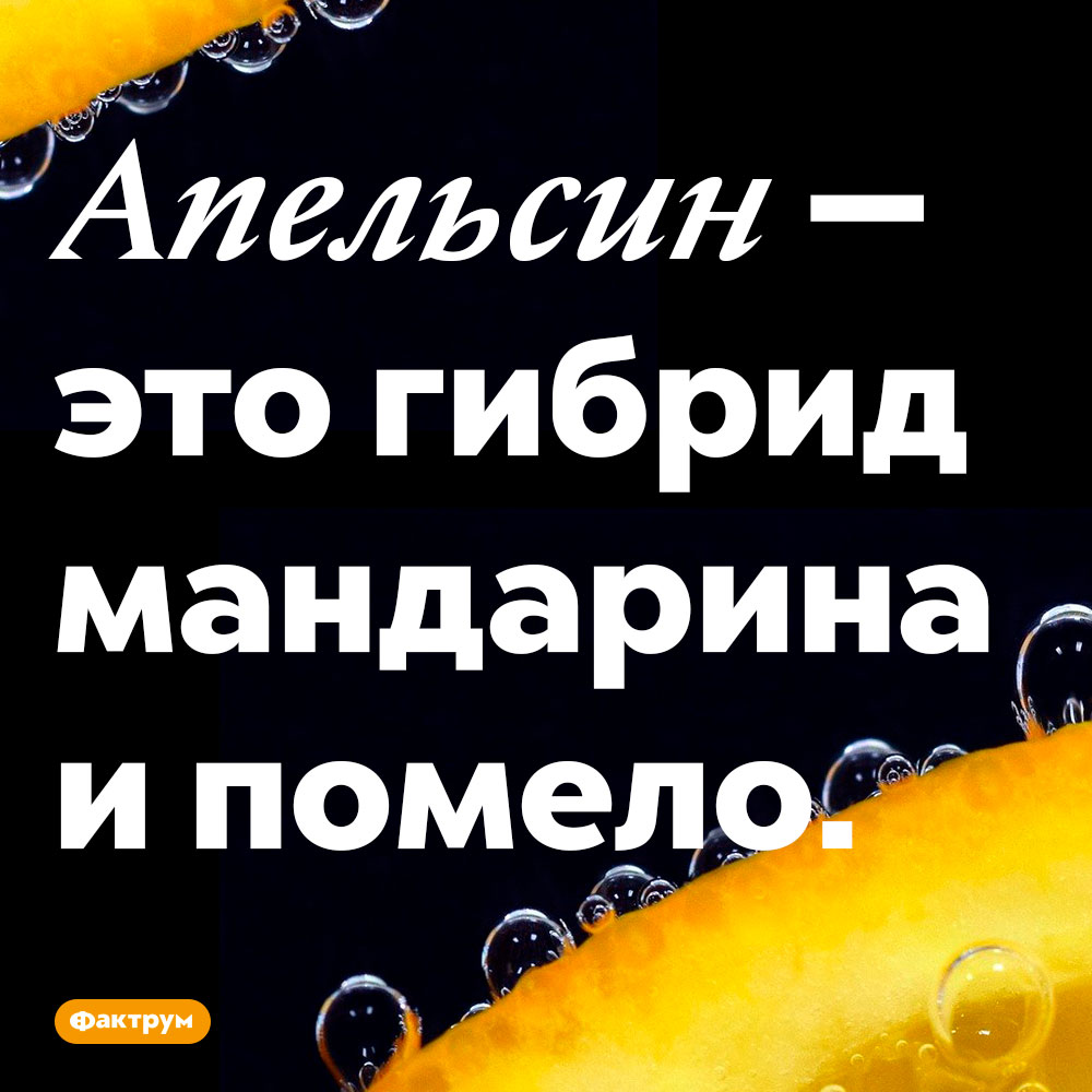 Апельсин — это гибрид мандарина и помело.