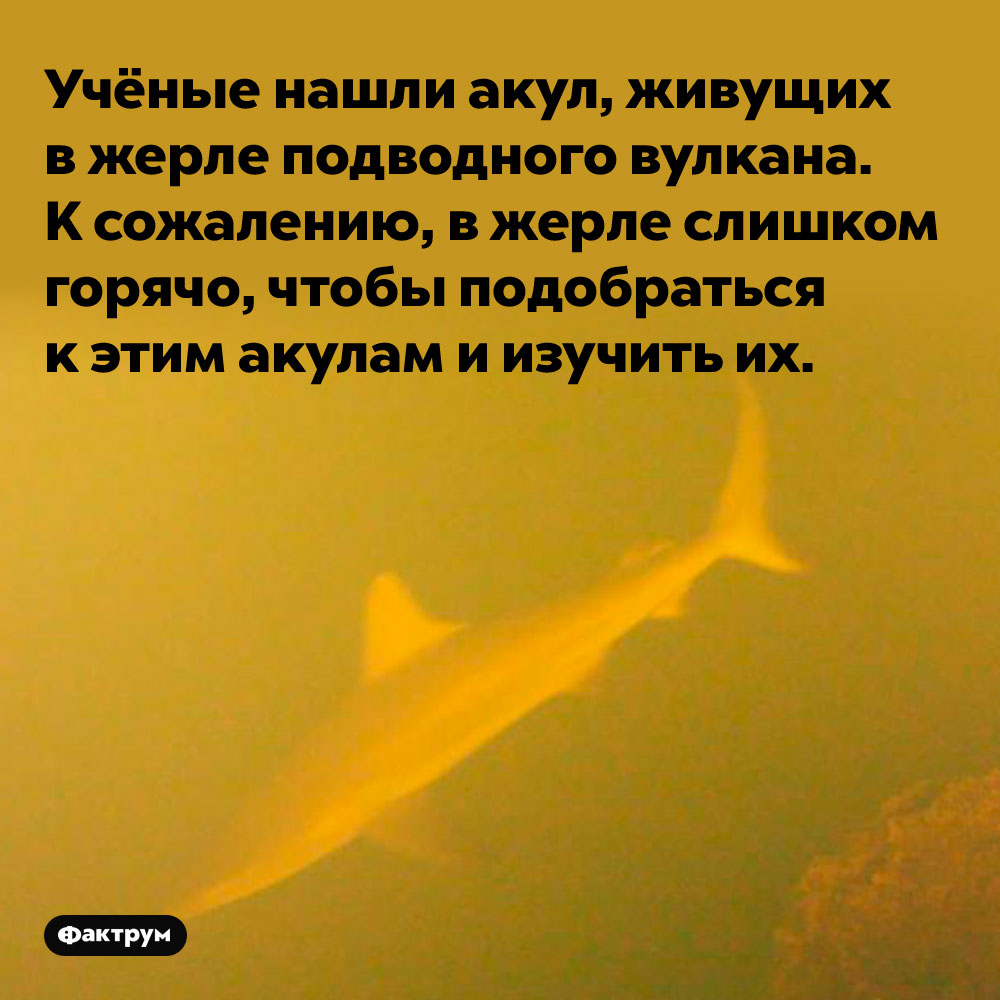 Учёные нашли акул, живущих в жерле подводного вулкана. К сожалению, в жерле слишком горячо, чтобы подобраться к этим акулам и изучить их.