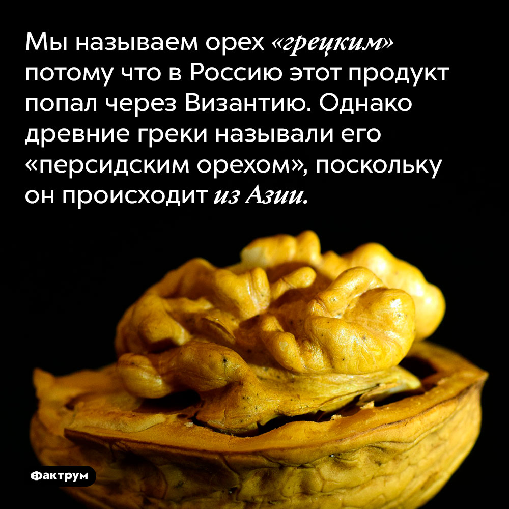 Мы называем орех «грецким» потому что в Россию этот продукт попал через Византию. Однако древние греки называли его «персидским орехом», поскольку он происходит из Азии.