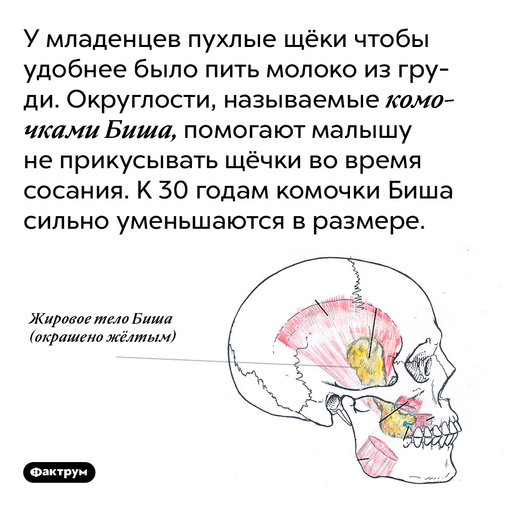 У младенцев пухлые щёки чтобы удобнее было пить молоко из груди. Округлости, называемые комочками Биша, помогают малышу не прикусывать щёчки во время сосания. К 30 годам комочки Биша сильно уменьшаются в размере.