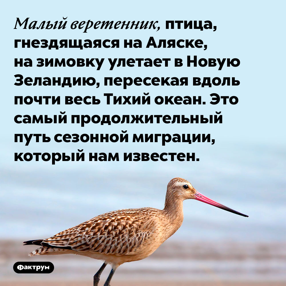 Малый веретенник, птица, гнездящаяся на Аляске, на зимовку улетает в Новую Зеландию, пересекая вдоль почти весь Тихий океан. Это самый продолжительный путь сезонной миграции, который нам известен.