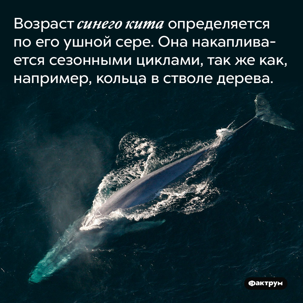 Возраст синего кита определяется по его ушной сере. Она накапливается сезонными циклами, так же как, например, кольца в стволе дерева.