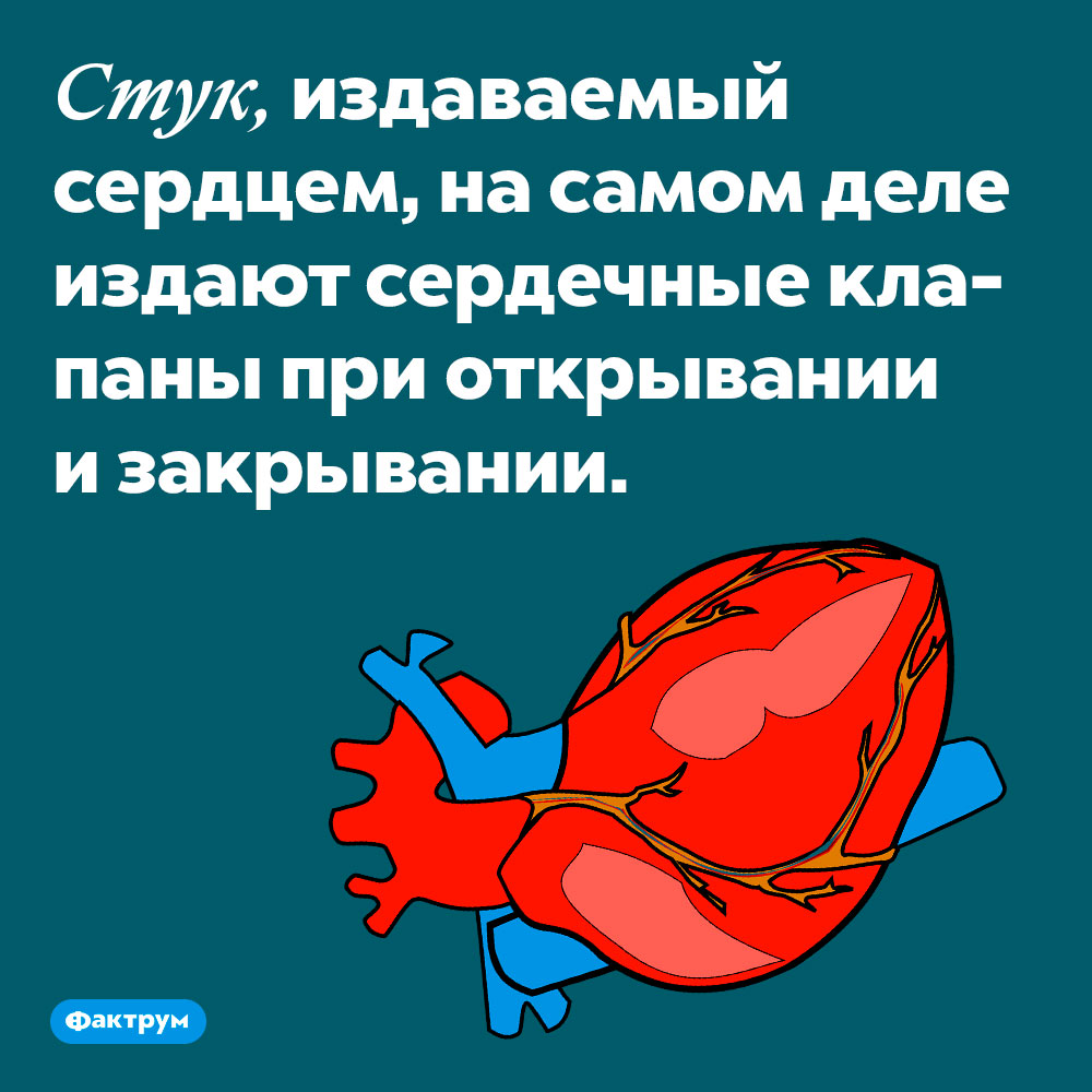 Стук, издаваемый сердцем, на самом деле издают сердечные клапаны при открывании и закрывании. Стучат они довольно громко, поэтому мы можем их слышать.