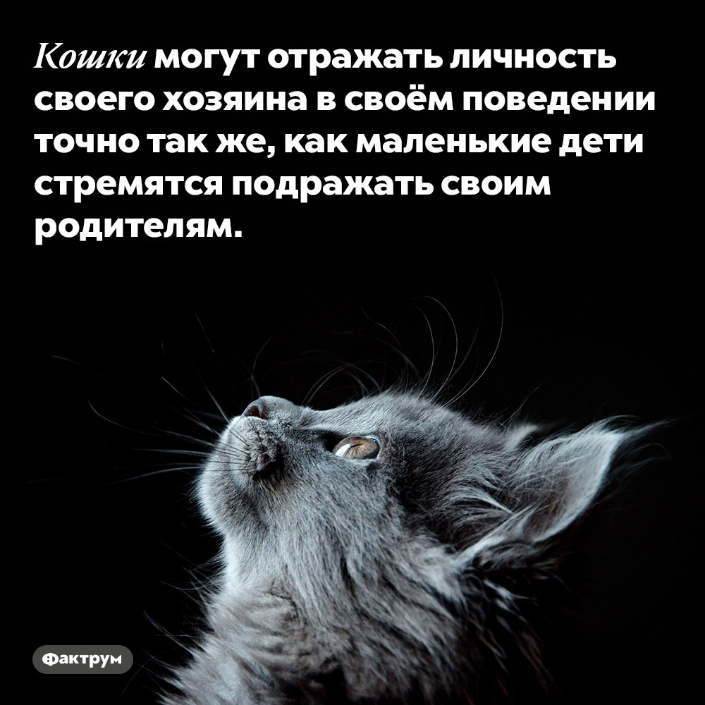 Кошки могут отражать личность своего хозяина в своём поведении. Точно так же, как маленькие дети стремятся подражать своим родителям.
