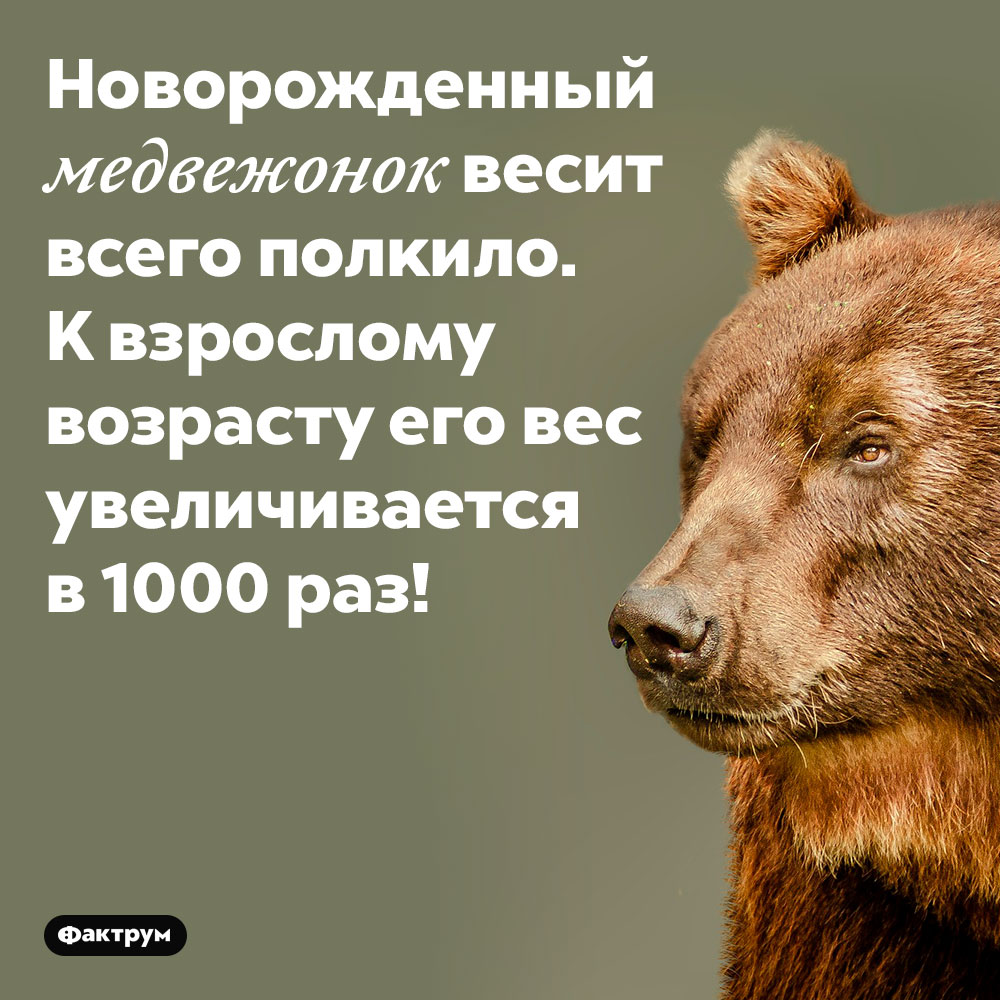 Новорождённый медвежонок весит всего полкило. К взрослому возрасту его вес увеличивается в 1000 раз.