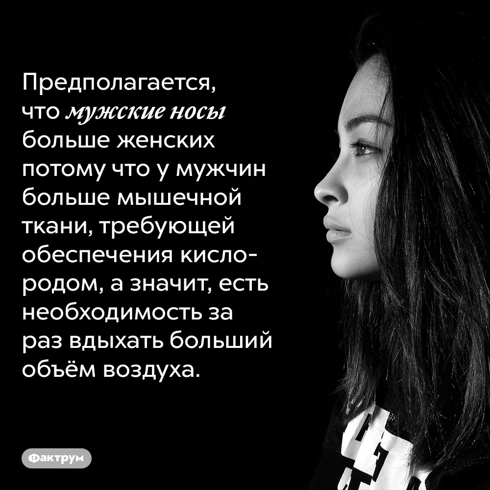 Предполагается, что мужские носы больше женских потому что у мужчин больше мышечной ткани, требующей обеспечения кислородом, а значит, есть необходимость за раз вдыхать больший объём воздух. 