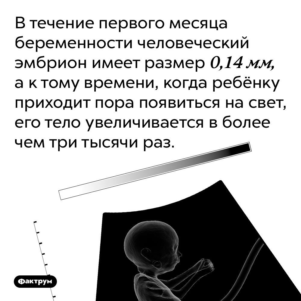 В течение первого месяца беременности человеческий эмбрион имеет размер 0,14 мм. К тому времени, когда ребёнку приходит пора появиться на свет, его тело увеличивается в более чем три тысячи раз.