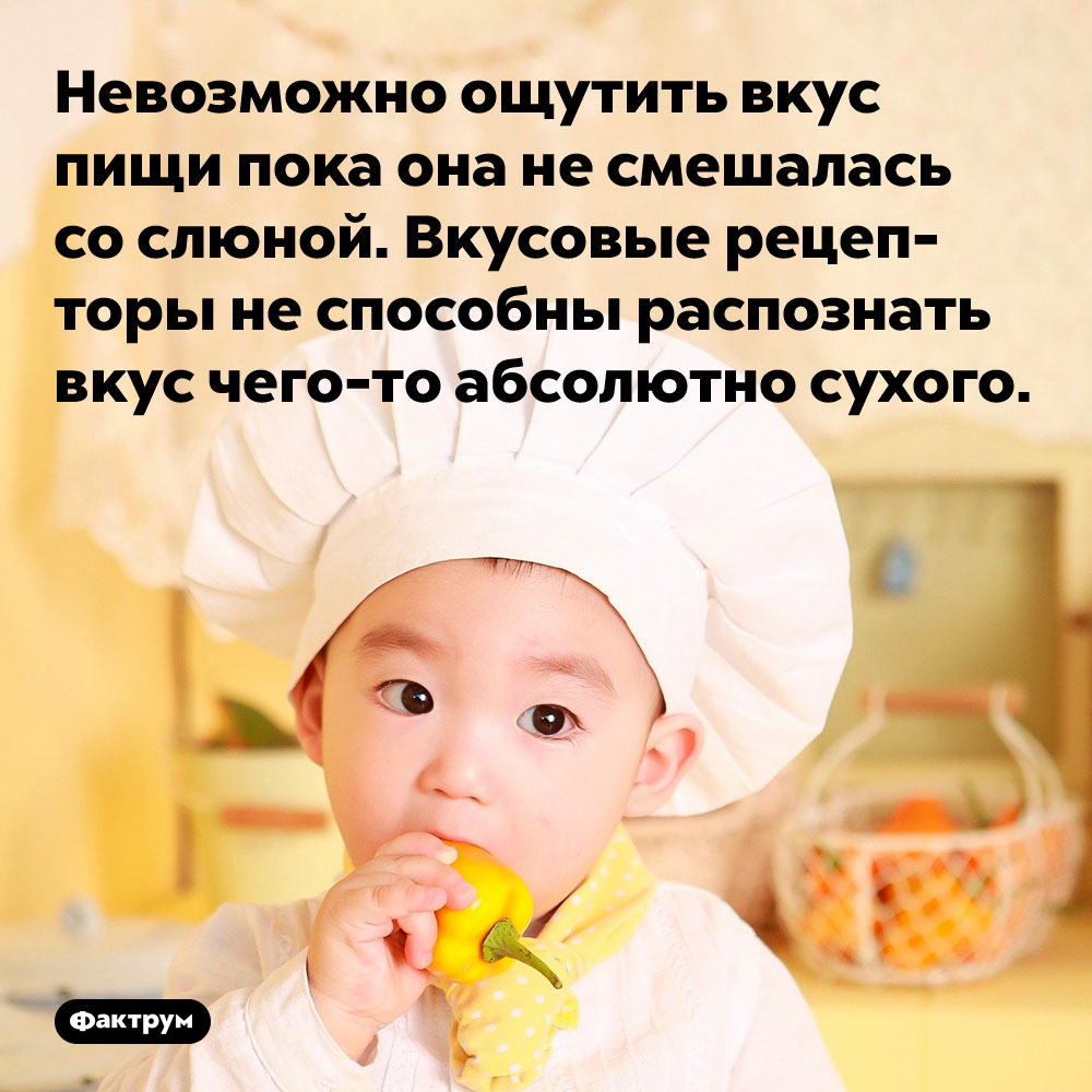 Невозможно ощутить вкус пищи, пока она не смешалась со слюной. Вкусовые рецепторы не способны распознать вкус чего-то абсолютно сухого.