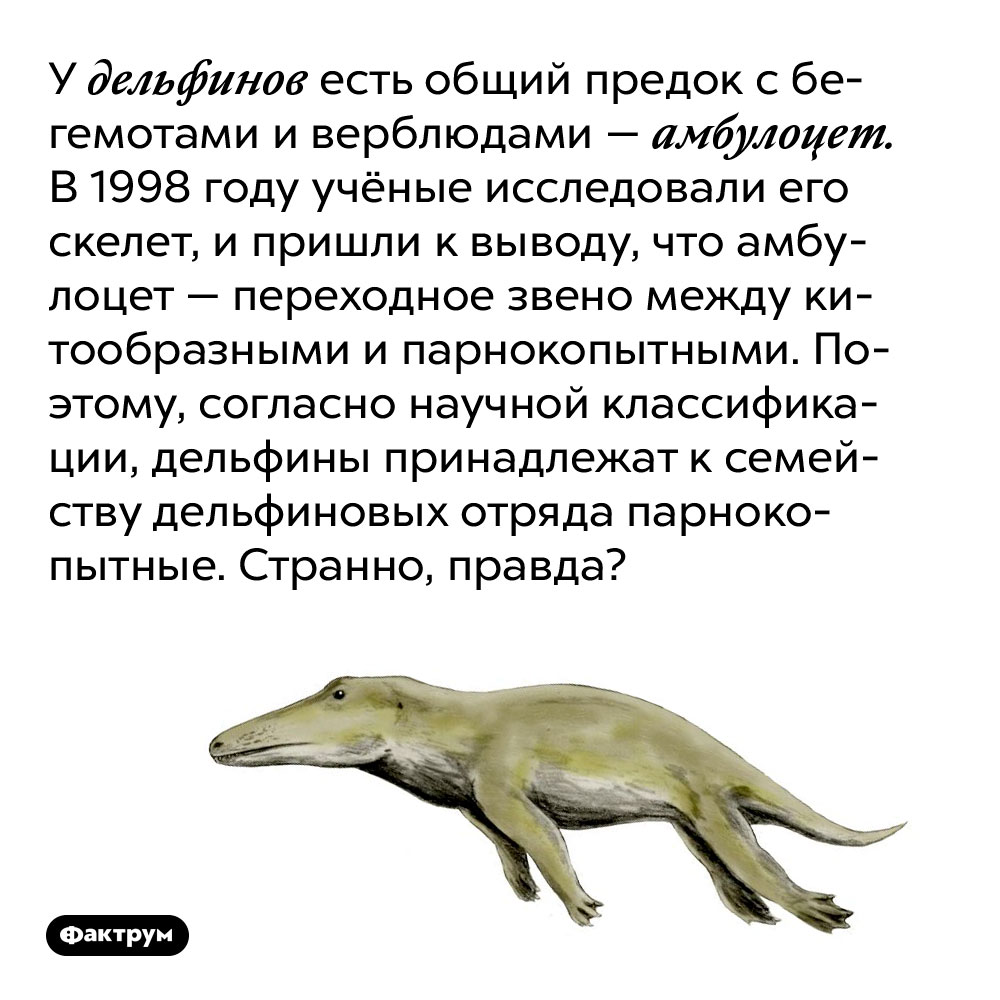У дельфинов есть общий предок с бегемотами и верблюдами — амбулоцет. В 1998 году учёные исследовали его скелет, и пришли к выводу, что амбулоцет — переходное звено между китообразными и парнокопытными. Поэтому, согласно научной классификации, дельфины принадлежат к семейству дельфиновых отряда парнокопытные. Странно, правда?