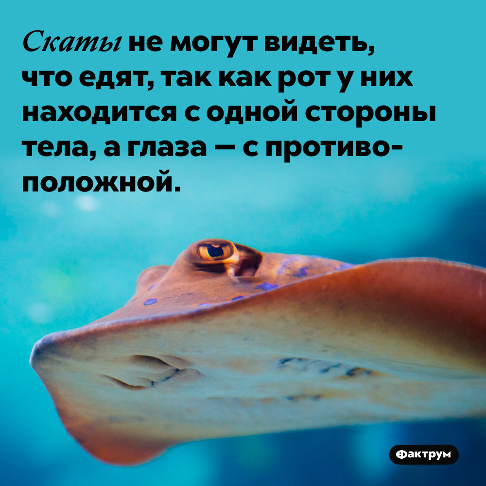 Скаты не могут видеть, что едят, так как рот у них находится с одной стороны тела, а глаза — с противоположной.