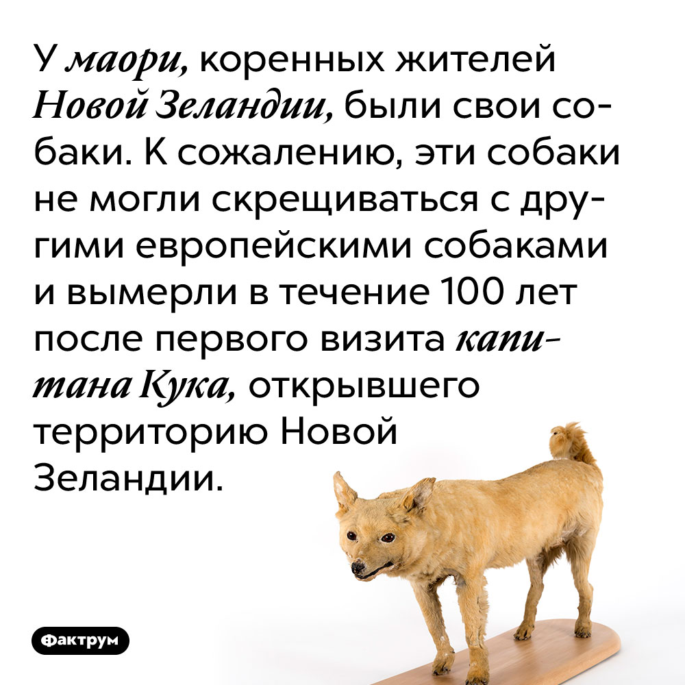 У маори, коренных жителей Новой Зеландии, были свои собаки. К сожалению, эти собаки не могли скрещиваться с другими европейскими собаками и вымерли в течение 100 лет после первого визита капитана Кука, открывшего территорию Новой Зеландии.