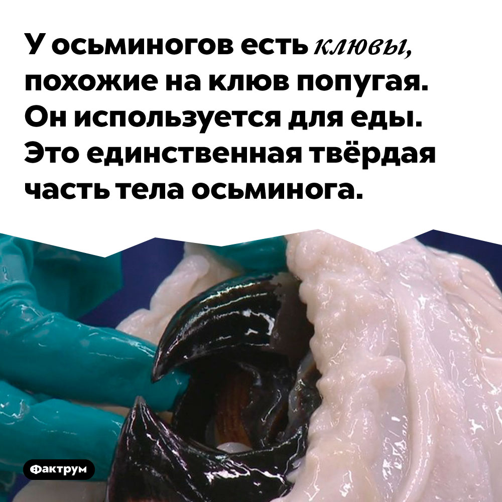 У осьминога есть клюв, похожий на клюв попугая. Он используется для еды. Это единственная твёрдая часть тела осьминога.