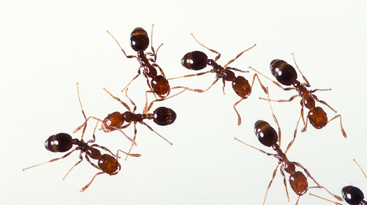 муравьи наркотики