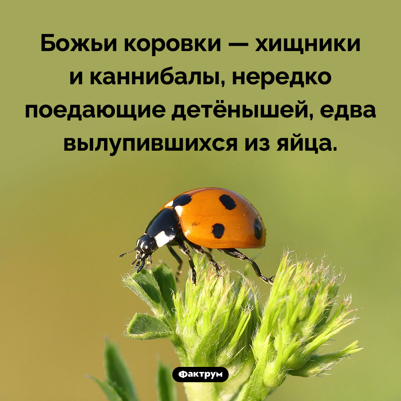 Божьи коровки — хищники