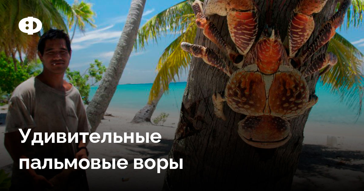 Удивительные пальмовые воры