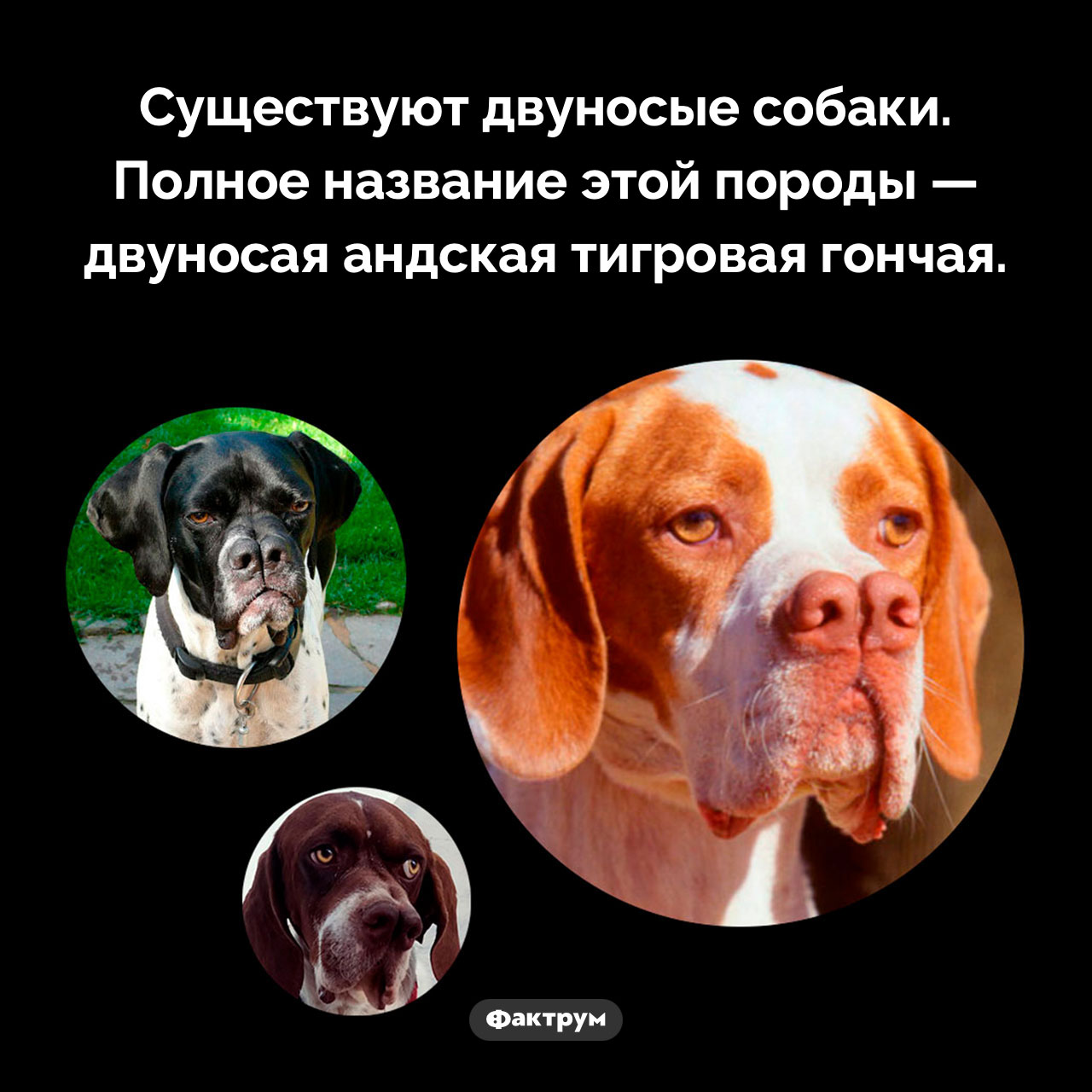 Двуносые собаки