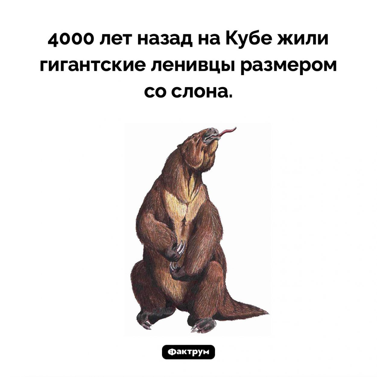 Гигантские ленивцы. 4000 лет назад на Кубе жили гигантские ленивцы размером со слона.