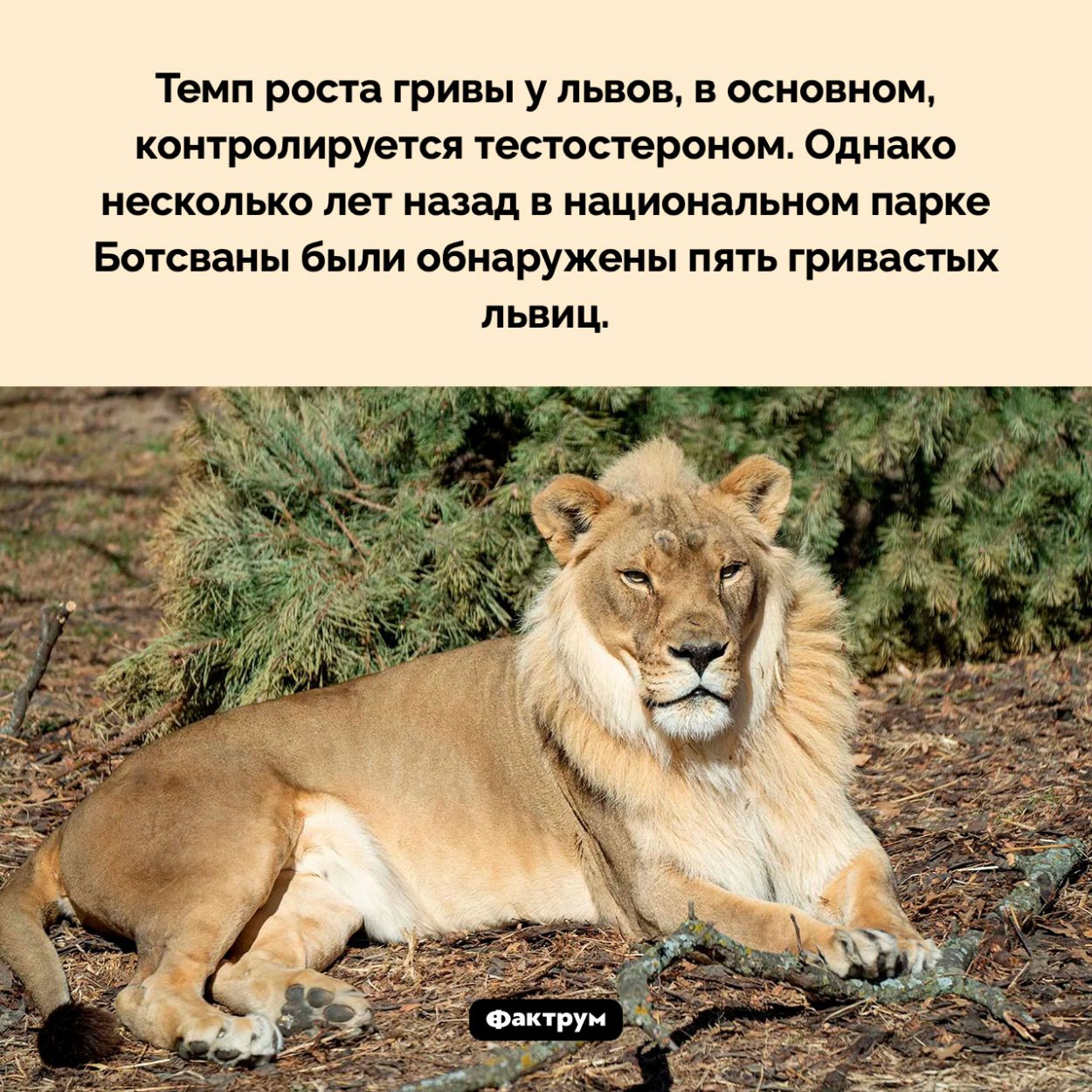 Интересные факты о львах (Страница № 2)