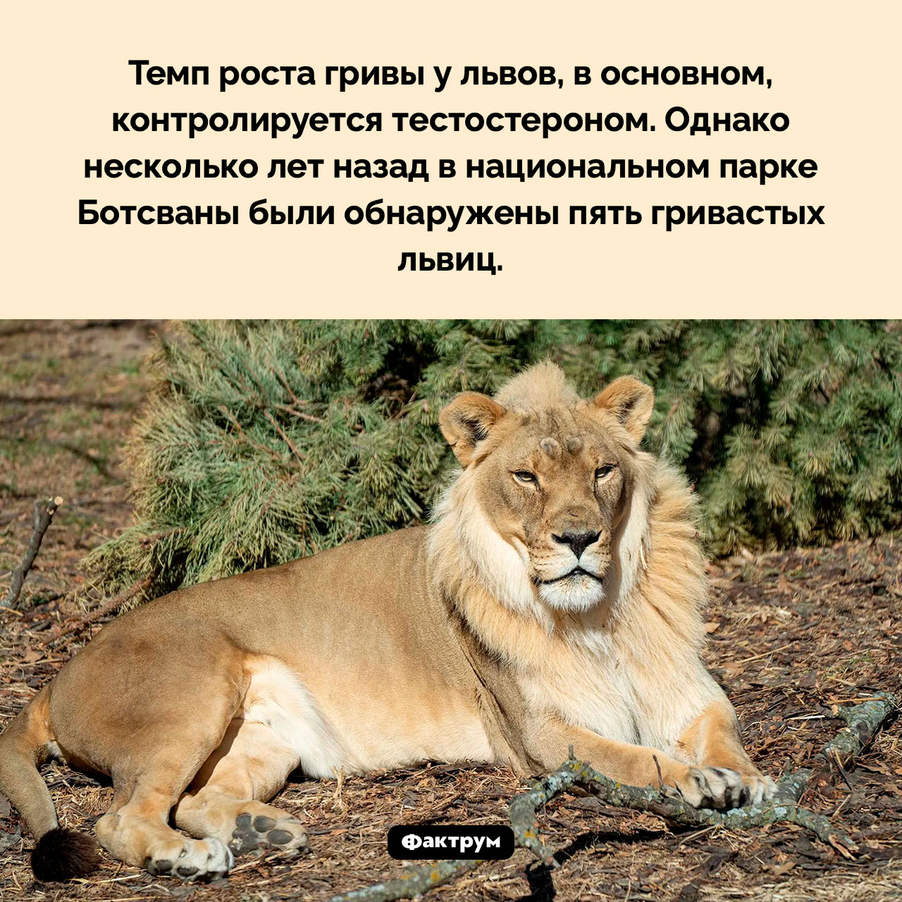 Гривастые львицы