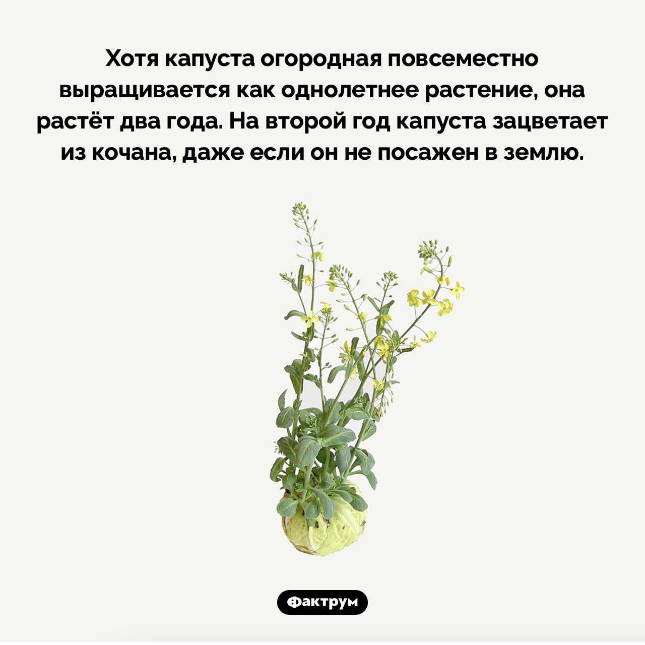 Капуста огородная — двулетнее растение