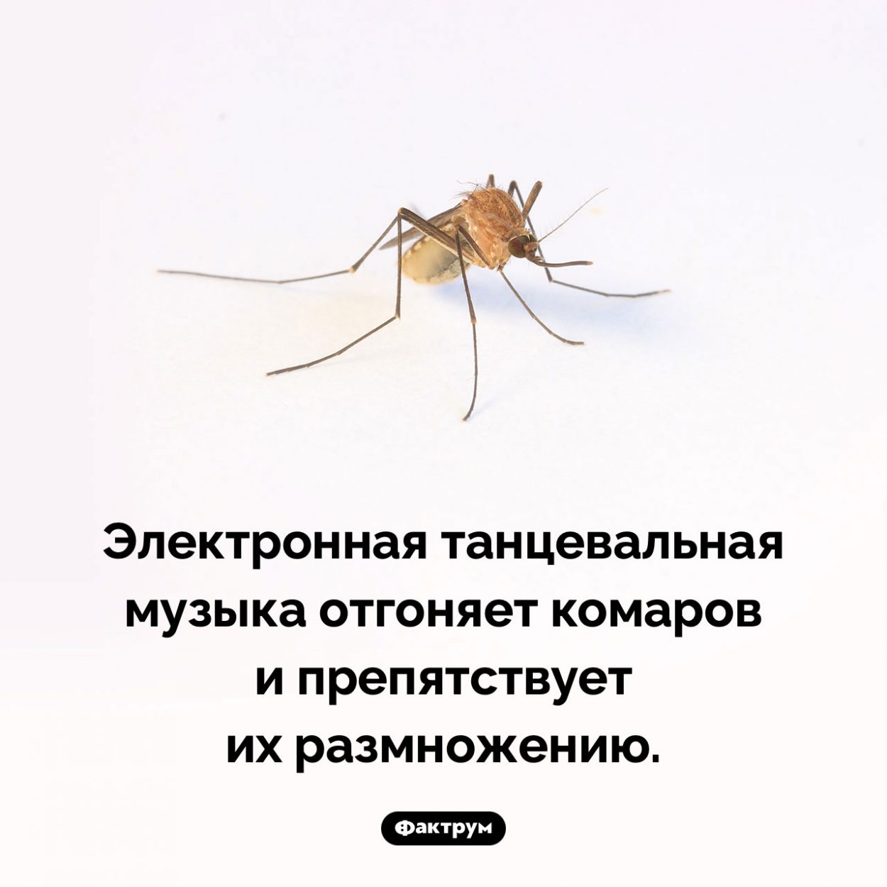 Какую музыку не любят комары. Согласно исследованию, она «сочетает в себе высокие и низкие частоты, а также чрезмерную громкость и постоянно растущую высоту звука», что сбивает комаров с толку 