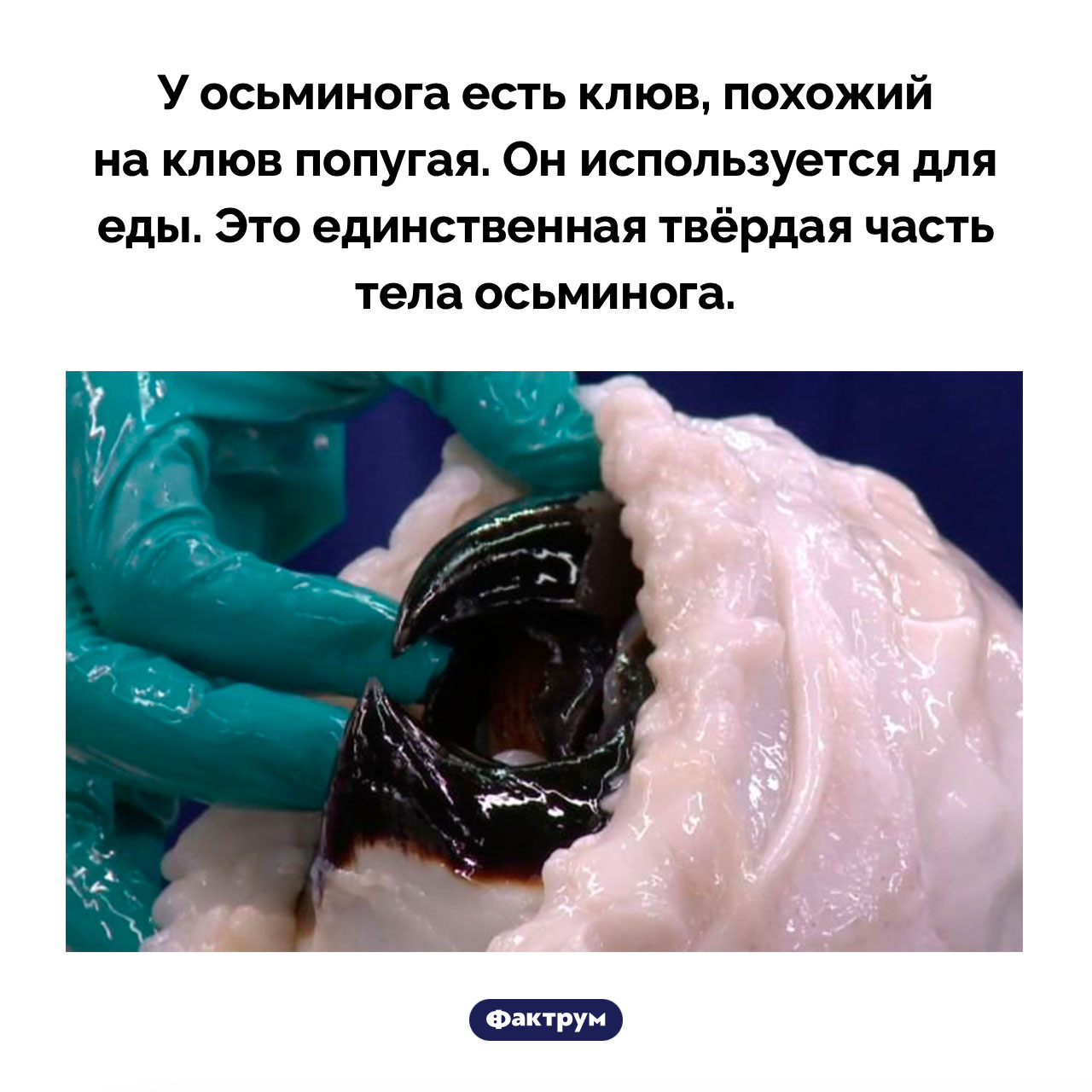 Клюв осьминога