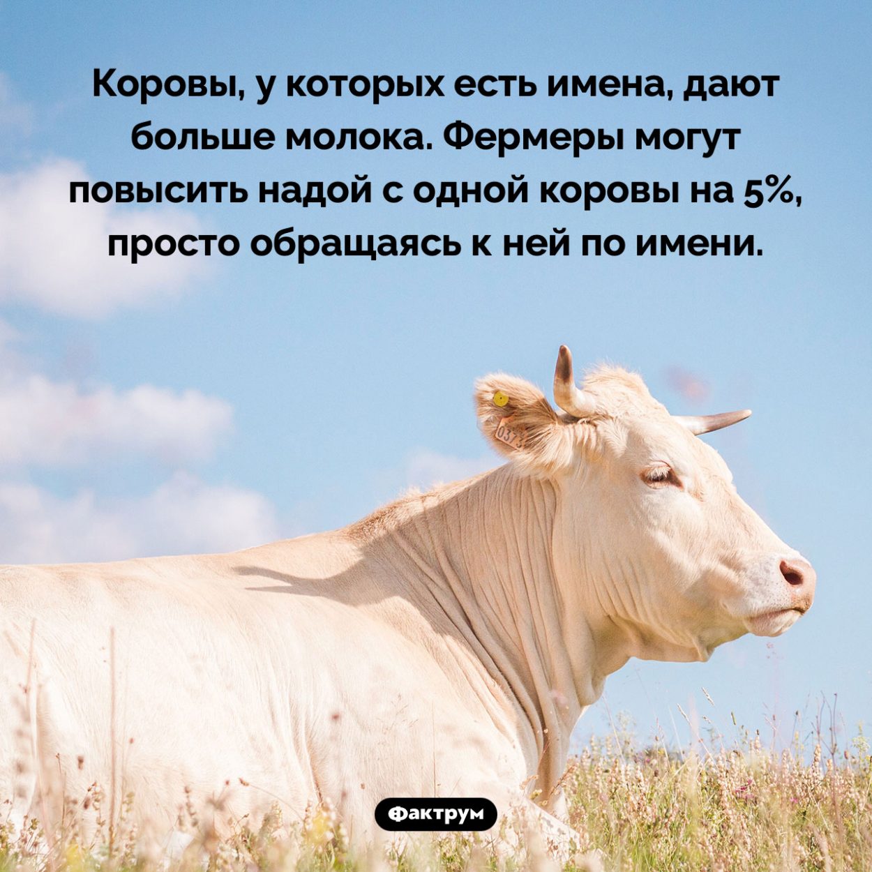 Коровы, у которых есть имена, дают больше молока. Коровы, у которых есть имена, дают больше молока. Фермеры могут повысить надой с одной коровы на 5%, просто обращаясь к ней по имени.