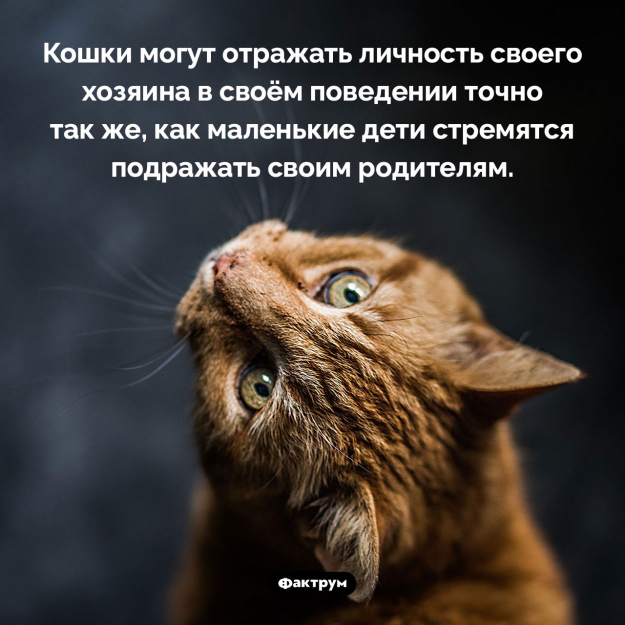 Кошки копируют черты и привычки хозяина. Кошки могут отражать личность своего хозяина в своём поведении точно так же, как маленькие дети стремятся подражать своим родителям.