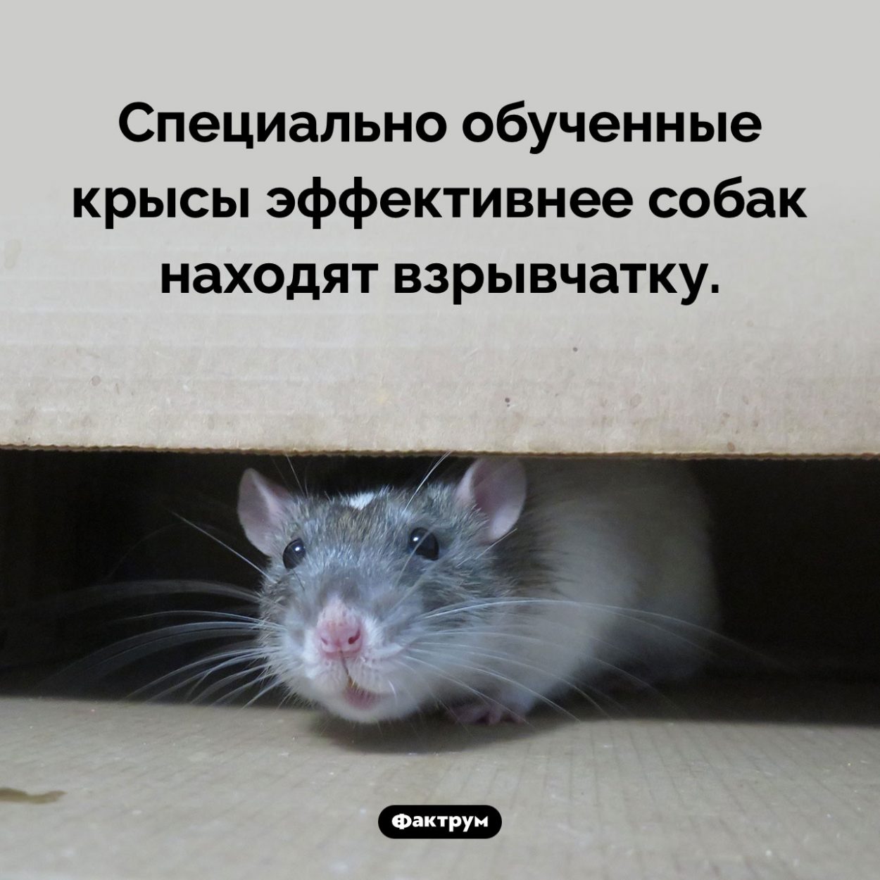 Крысы-саперы. Специально обученные крысы эффективнее собак находят взрывчатку.