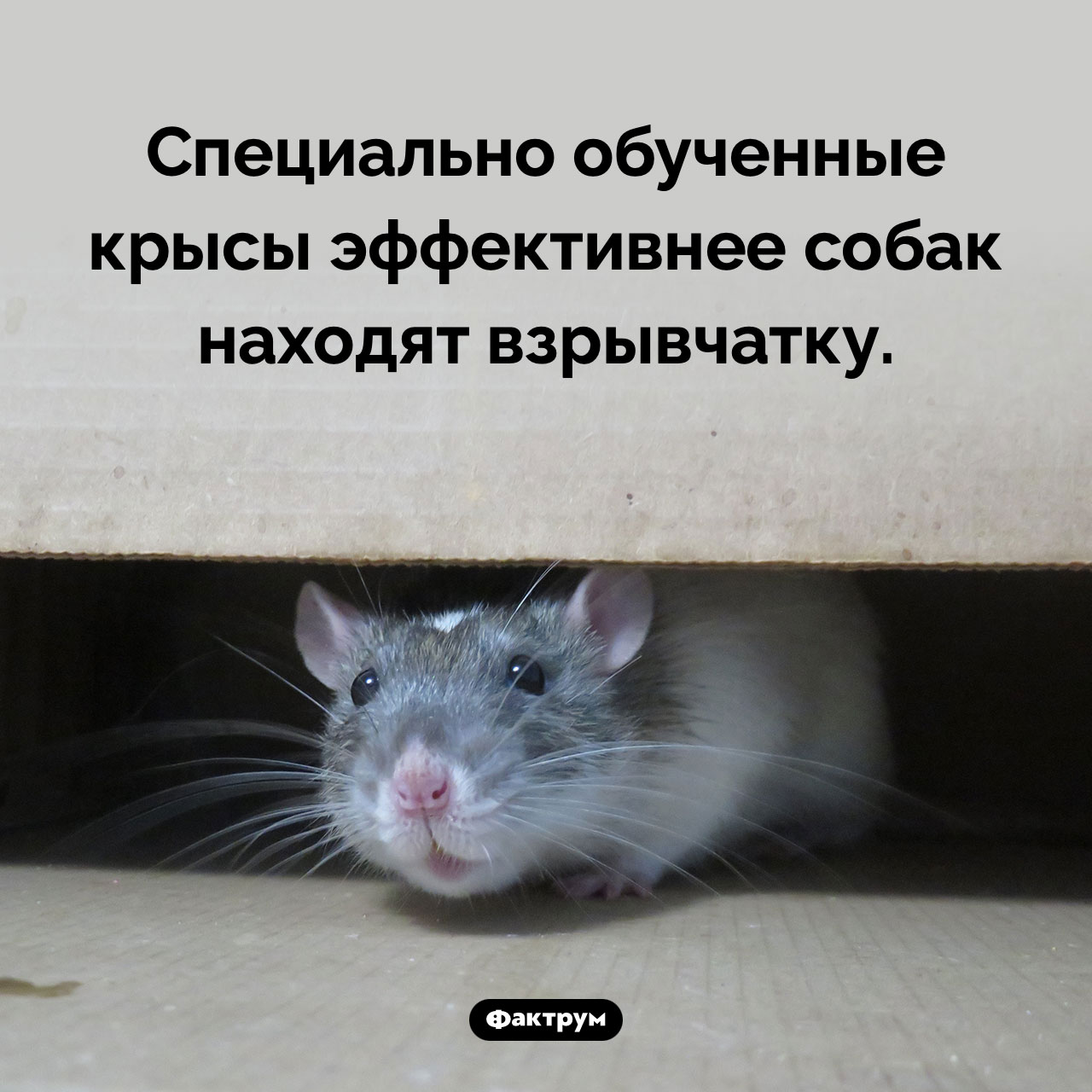 Крысы-саперы