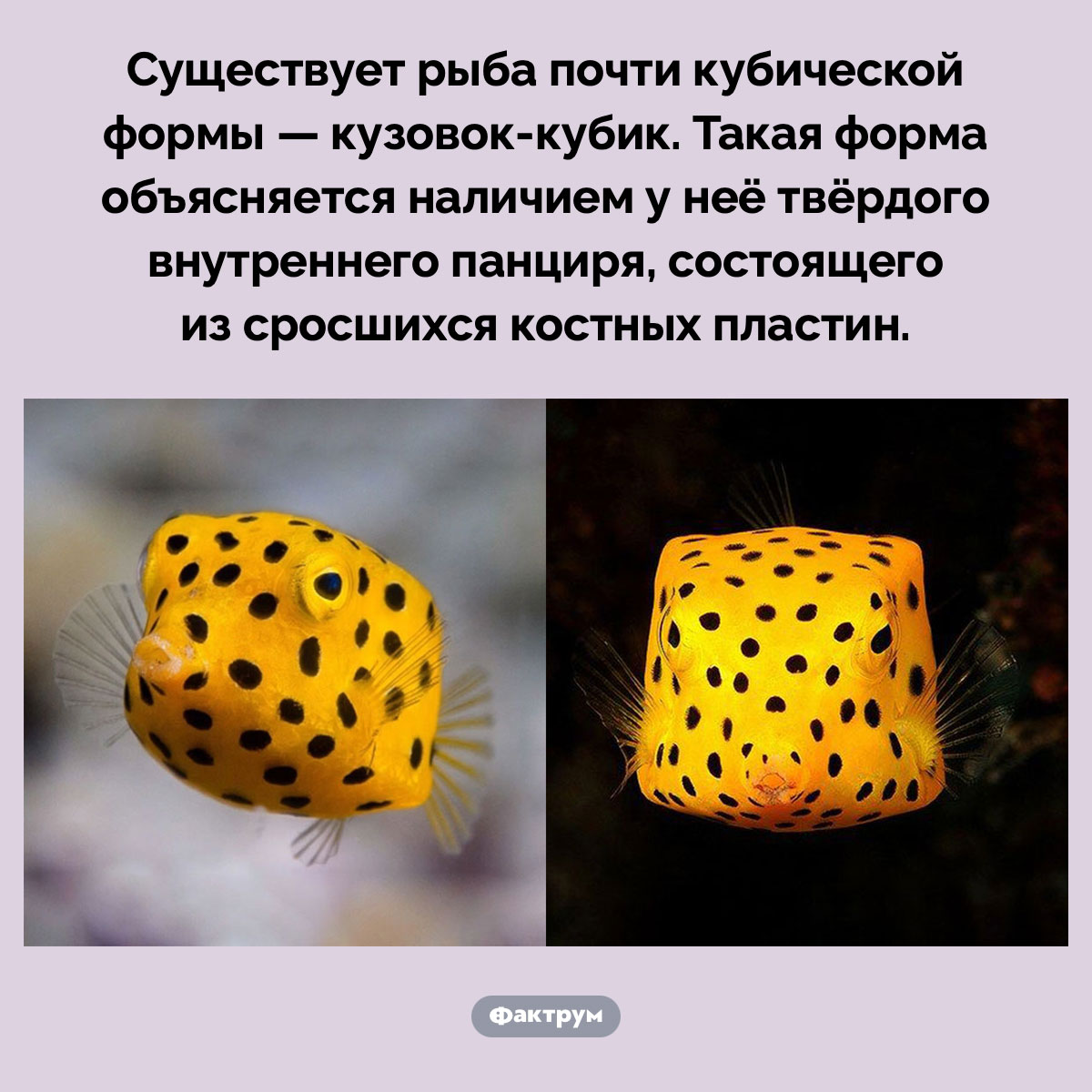 Кузовок-кубик. Существует рыба почти кубической формы — кузовок-кубик. Такая форма объясняется наличием у неё твёрдого внутреннего панциря, состоящего из сросшихся костных пластин.