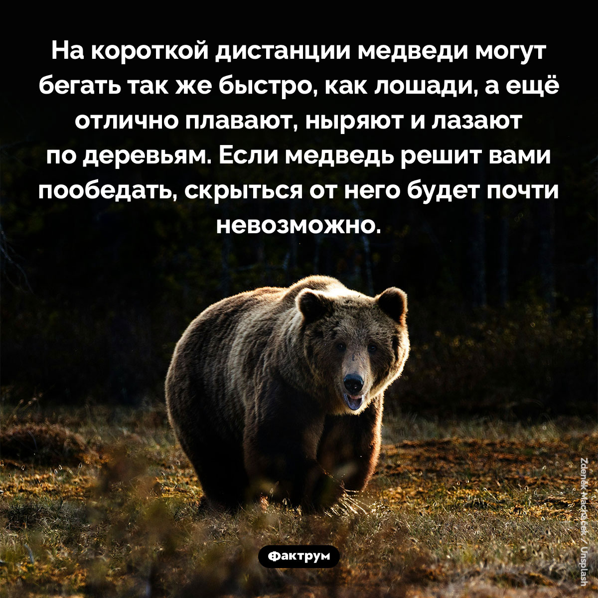 Медведи бегают как лошадей. На короткой дистанции медведи могут бегать так же быстро, как лошади, а ещё отлично плавают, ныряют и лазают по деревьям. Если медведь решит вами пообедать, скрыться от него будет почти невозможно.