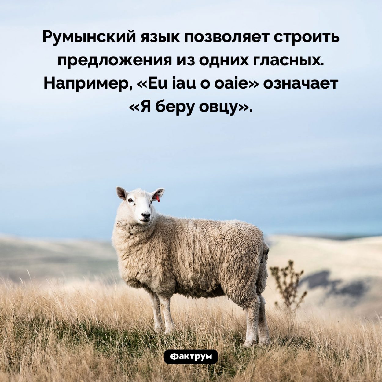 На каком языке можно строить предложения из одних гласных. Румынский язык позволяет строить предложения из одних гласных. Например, «Eu iau o oaie» означает «Я беру овцу».