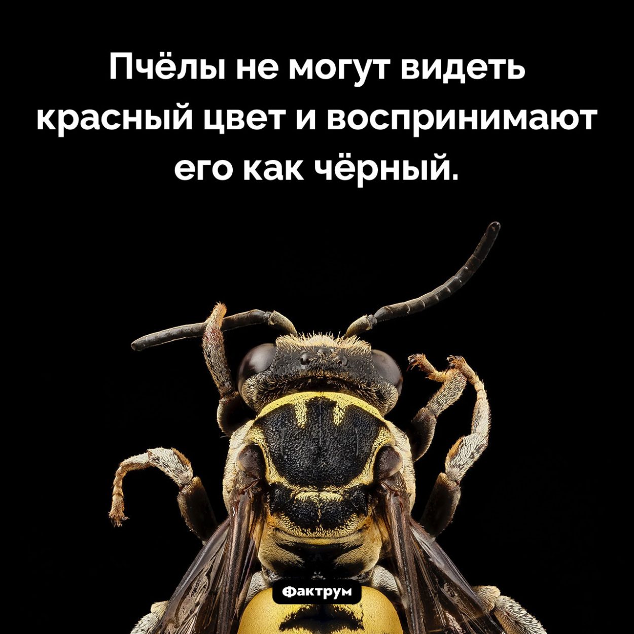 Пчёлы не могут видеть красный цвет. Пчёлы не могут видеть красный цвет и воспринимают его как чёрный.