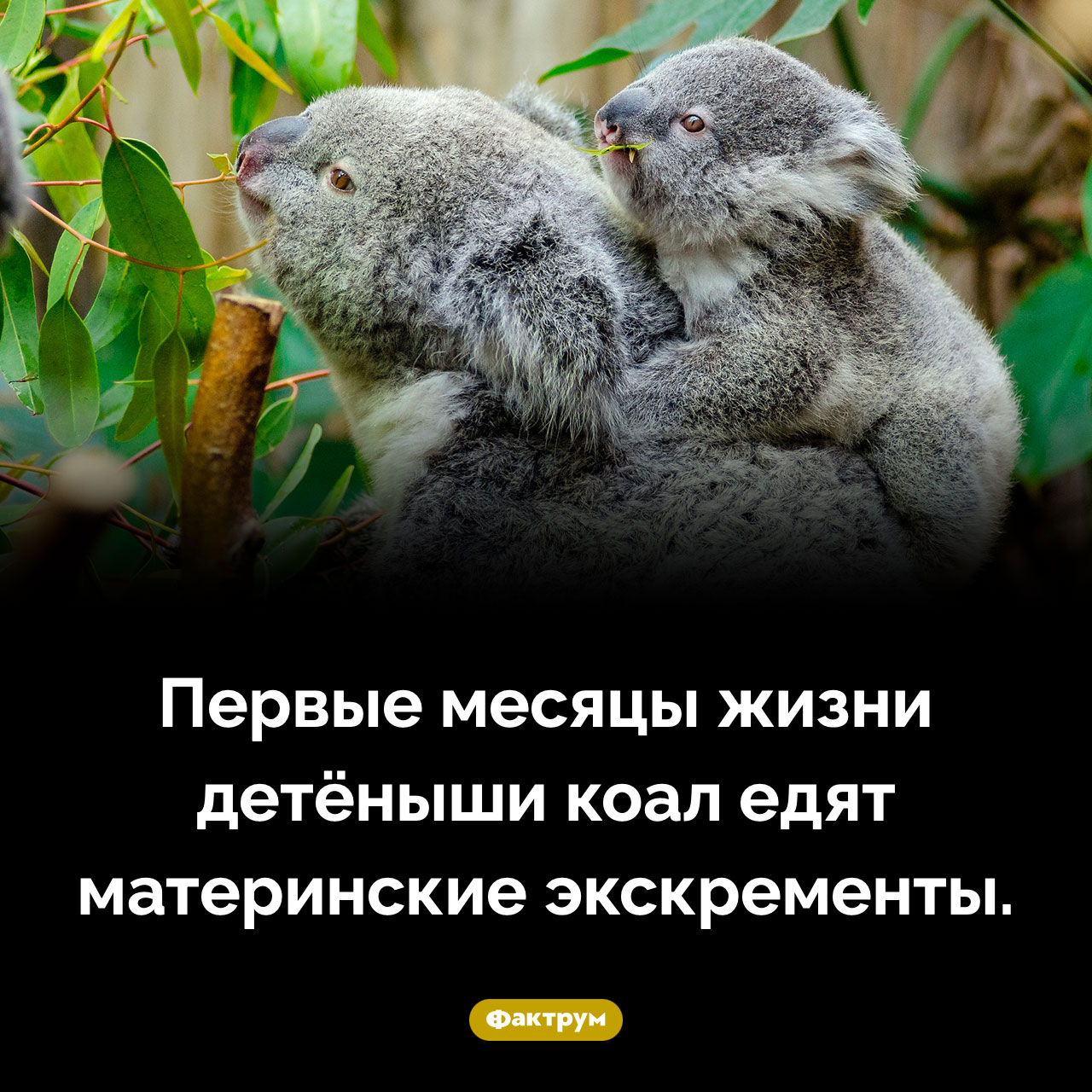 Чем питаются детёныши коал в первые месяцы жизни